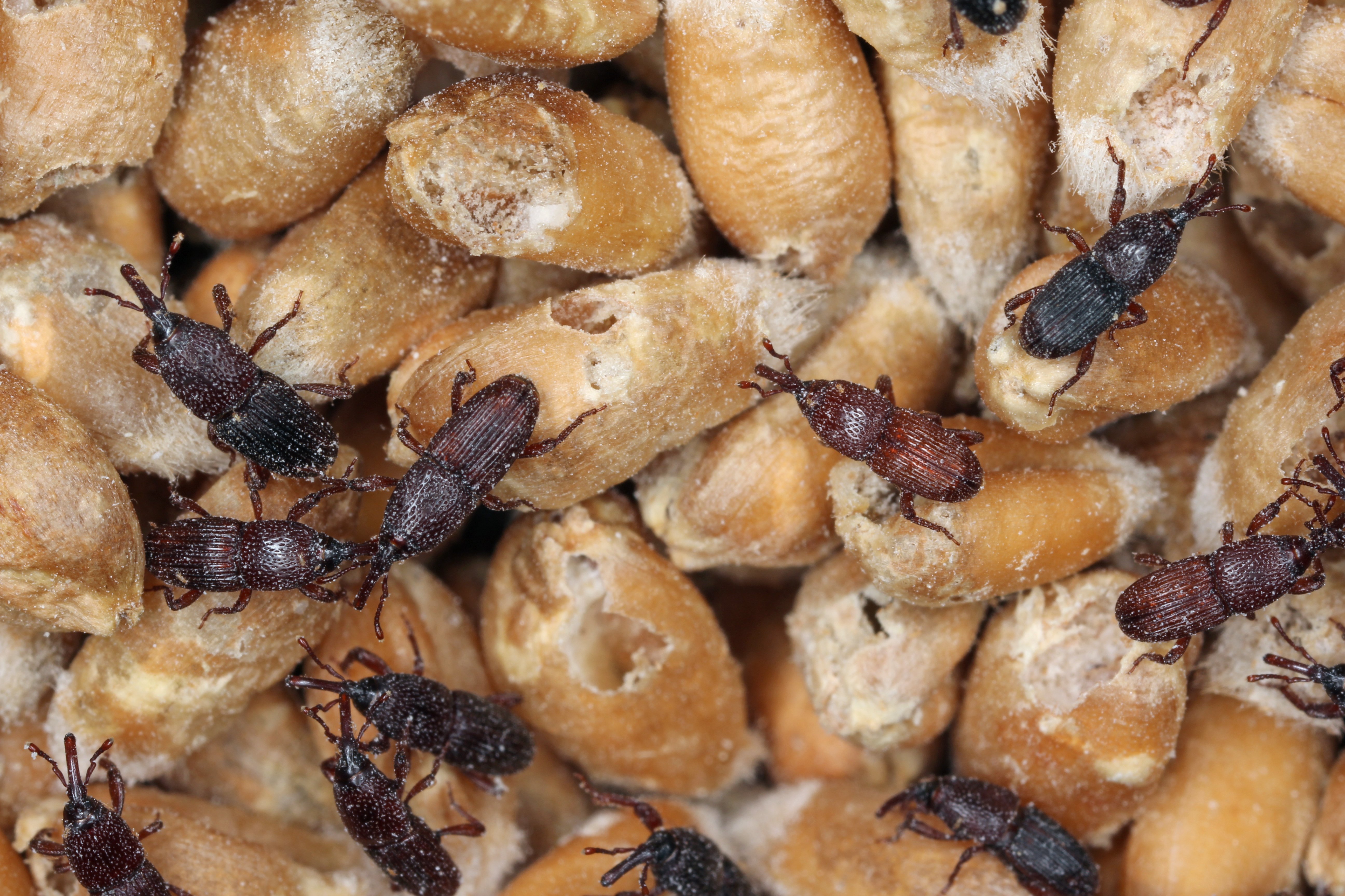Initiation à la production d'insectes comestibles – UPA